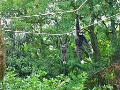 149 BIO PARC DE DOUE LA FONTAINE 5- 2016_000035